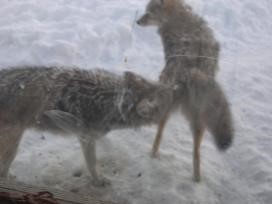 Coyote Valentine Part 2 (The Worst Kind of Predator)